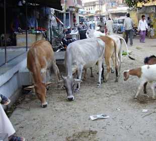 Die heiligen Kühe im Dorfzentrum