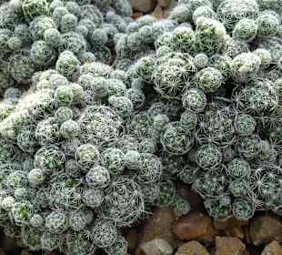 Die Tropengewächshäuser in "Planten un Blomen"