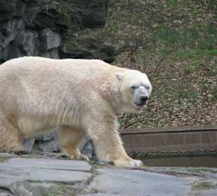 Eisbär
