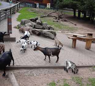 Wildpark Gersfeld