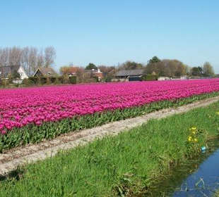  Tulpen velden