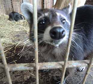 Waschbär, der Typ war echt neugierig
