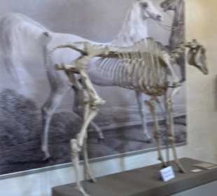 Gestütsmuseum Offenhausen