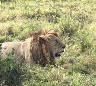 	Geführte Touren Kenya Real Tours & Safaris Masai Mara