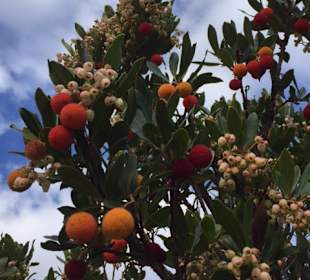 Reife Erdbeerbaumfrüchte zum Geniessen