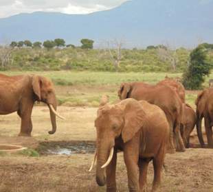 Elefantenherde im Tsavo East Nationalpark