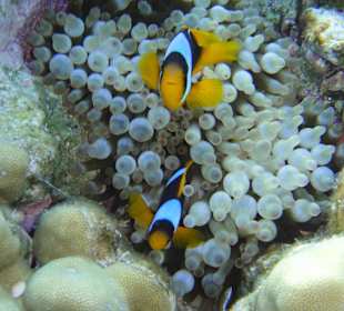 Clownfische am Hausriff