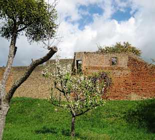 Streuobstwiesen und Stadtmauer