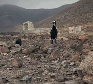 Freilaufende Ziegen auf dem Weg nach Cofete