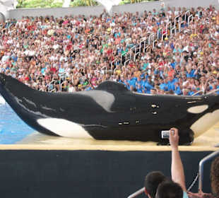 Loro Park, Orca Show