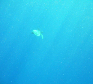 Turtle am Hausriff