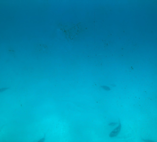 Ausflug Glasboot Sea Odyssey