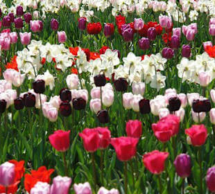 Осторов майнау