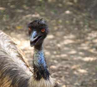 Tiere im Park unterwegs