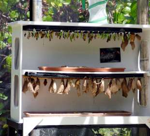 Schmetterlingsaufzucht