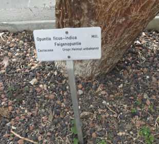 Alter botanischer Garten
