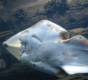 Geigenrochen (Rhynchobatus djiddensis)