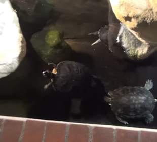 Meeresmuseum Stralsund