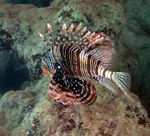 Schnorcheln Hurghada