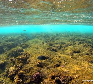 Schnorcheln El Quseir