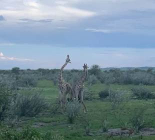 Etosha Park Tier