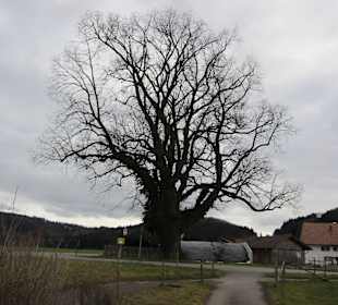 Alte Linde Naturdenkmal Peiting-Ramsau