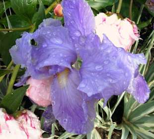Blüte im Botanischen Garten