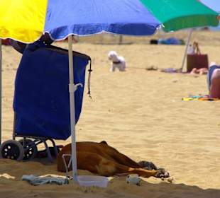 Weitere Hundefreunde