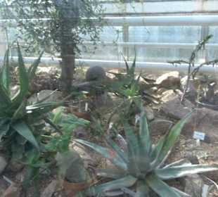 Gewächshäuser Botanischer Garten