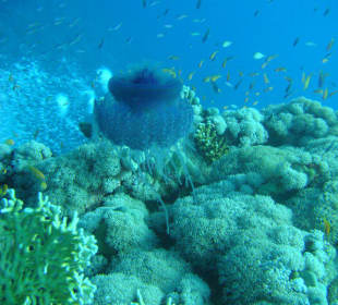 Einfach schön anzusehen