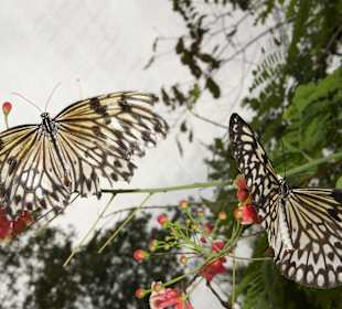 Butterflies Garden