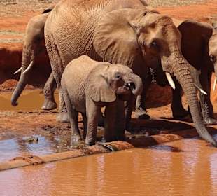 Julius Tact / JT Safaris 