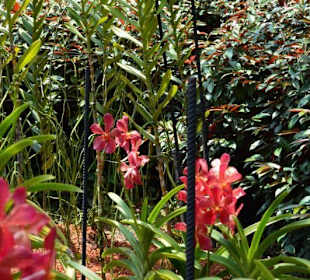 Orchideengarten