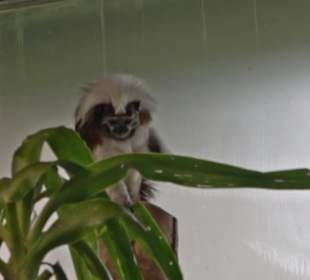 Tierpark Hellabrunn - Welt der Affen