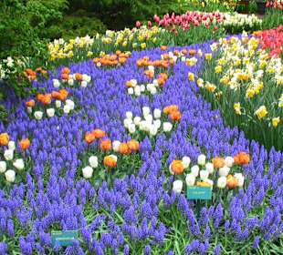 Wiosna  koło Amsterdamu...