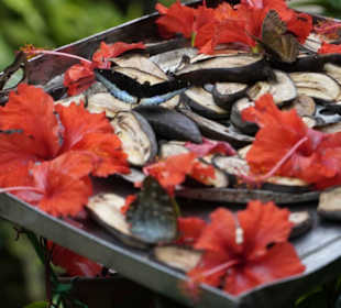 Butterfly Park Kuala Lumpur