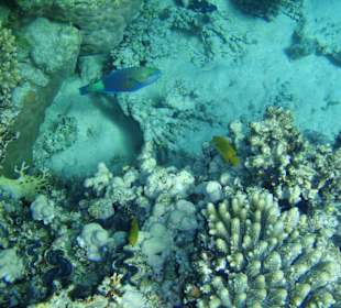 Super Unterwasserwelt