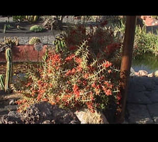 Kakteen so weit man sehen kann