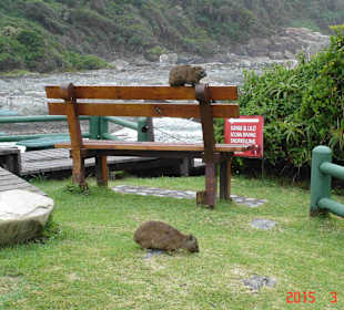 Tsitsikamma National Park