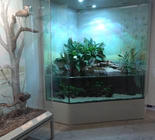 Staatliches Naturkunde Museum