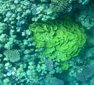 Hausriff des Makadi Palace