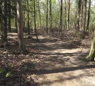 Waldsportpfad im Wasenwald