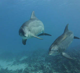 Delfine im Roten Meer