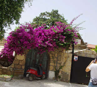 Was für eine Pracht