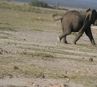 Amboseli