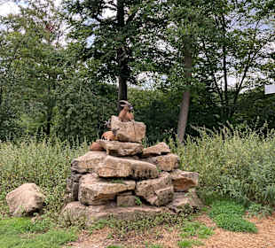 Wandern Waldbrunn (Odenwald)