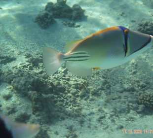 tolle Fische in fast ungestörter Umgebung