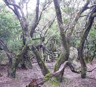 Garajonay National Park