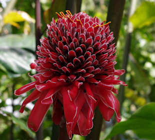 La Rose en Porcellaine