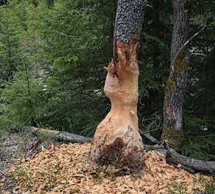 Naturpark - der Bieber ist wieder da